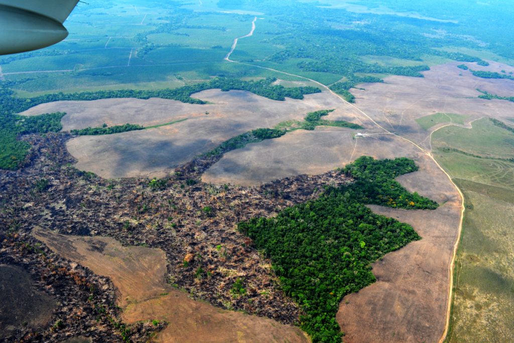 voraz-deforestacion