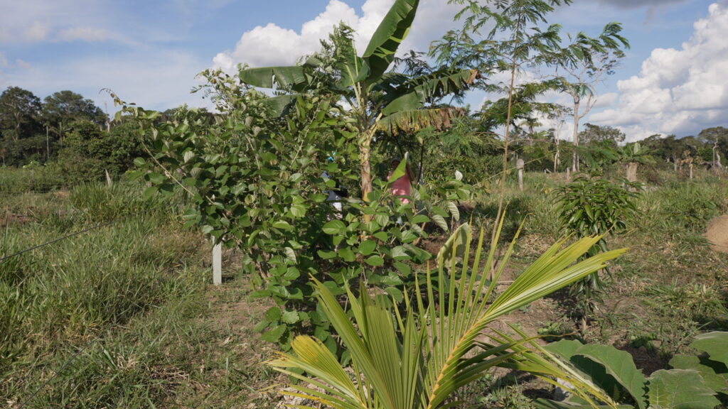 Cultivos de coca
