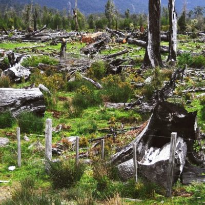 deforestacion-500-hectareas-deforestacion-cuarentena-Rodrigo-Botero-1170x780-min