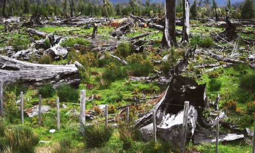 deforestacion-500-hectareas-deforestacion-cuarentena-Rodrigo-Botero-1170x780-min