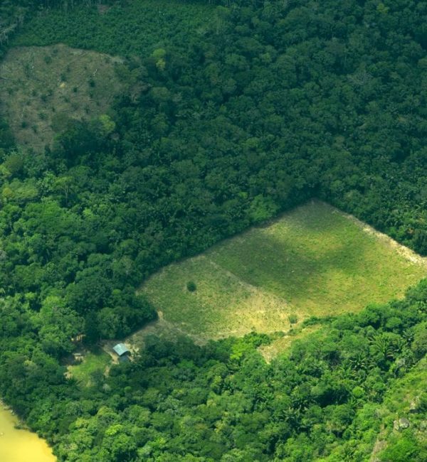 deforestacion-cultivos-ilicitos
