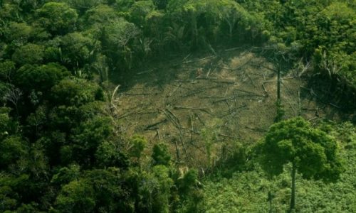 deforestacion_en_la_amazonia_12_0-min