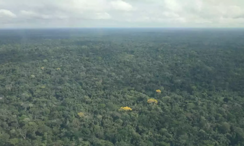 noruega-bosques-tropicales