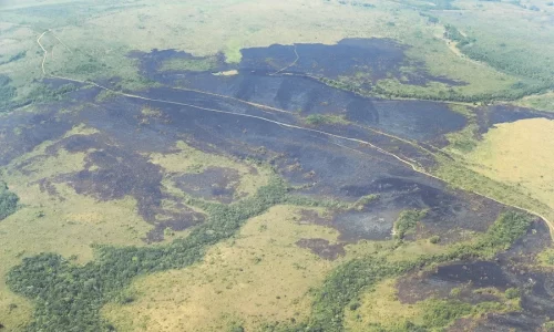 Carreteras ilegales, coca y ganadería agrandan la devastación de la Amazonía de Colombia