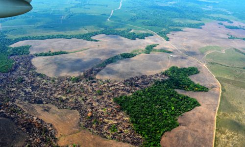 voraz-deforestacion